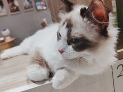 -藏猫猫咖啡主题馆(中央大道店)