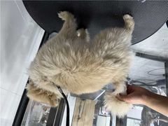 -帕帕拉兹宠物(亚洲旗舰店)