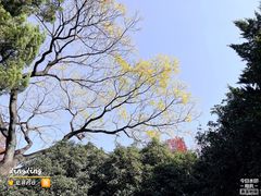 -秋霞圃
