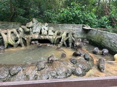 -海南热带野生动植物园
