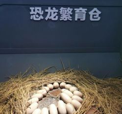 -恐龙探索乐园(磁器口店)