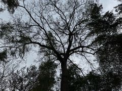 -西湖风景区十里琅珰-五云山
