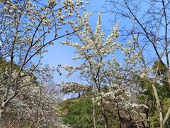 -南京古林公园