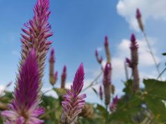 -黄埔油麻山森林公园