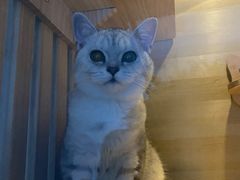 -lincat·猫舍(广州店)