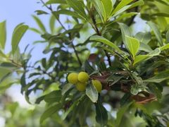 -贡湖湾湿地公园