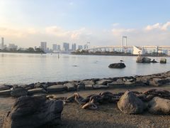 -台场海滨公园船码头