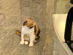 -宠爱国际动物医院· 猫科· 外科·中兽医(长白店)