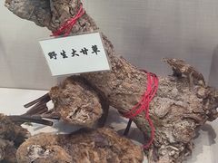-广东中医药博物馆