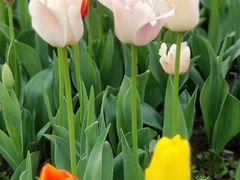 -大宁郁金香公园-停车场