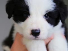 -翊宠yipet猫狗购宠庄园犬舍•猫舍