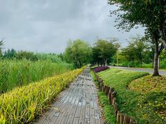 -长田漾湿地公园