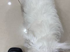 -宠福鑫动物医院(望京分院)