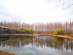 -黄海国家森林公园