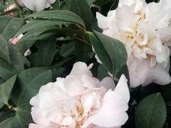 -金科花卉市场