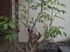 -朱家花园
