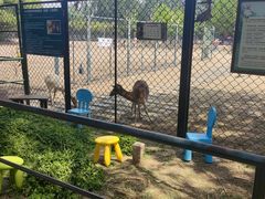 -北京麋鹿生态实验中心