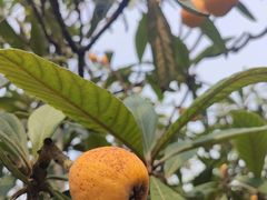 -塘栖枇杷特色园区