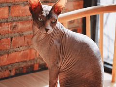 -豆逗聊愈猫阁Easy Life