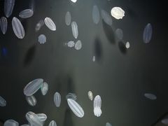 -西海国立公园九十九岛水族馆
