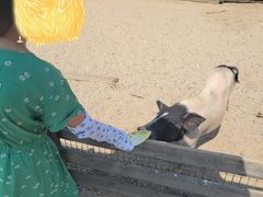 -前小桔亲子创意农场·草莓采摘·露营烧烤