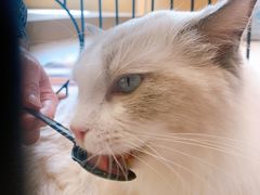 -飞行喵MR PILOT|猫舍·猫咖(静安大融城店)