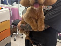 -FAELING PETS美天灵宠物(富力广场店)