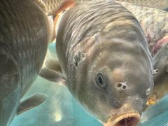 -阿五黄河大鲤鱼(纬三路店)