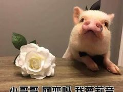-碧海金沙