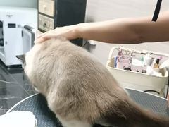 -宠颐生斯嘉宠物医院·急重症·心内科(谷阳北路分院)