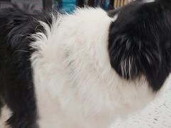 -瑞派康怡24h宠物医院·犬猫医疗中心·微创绝育(瑞景分院)