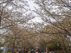 -高东镇樱花园