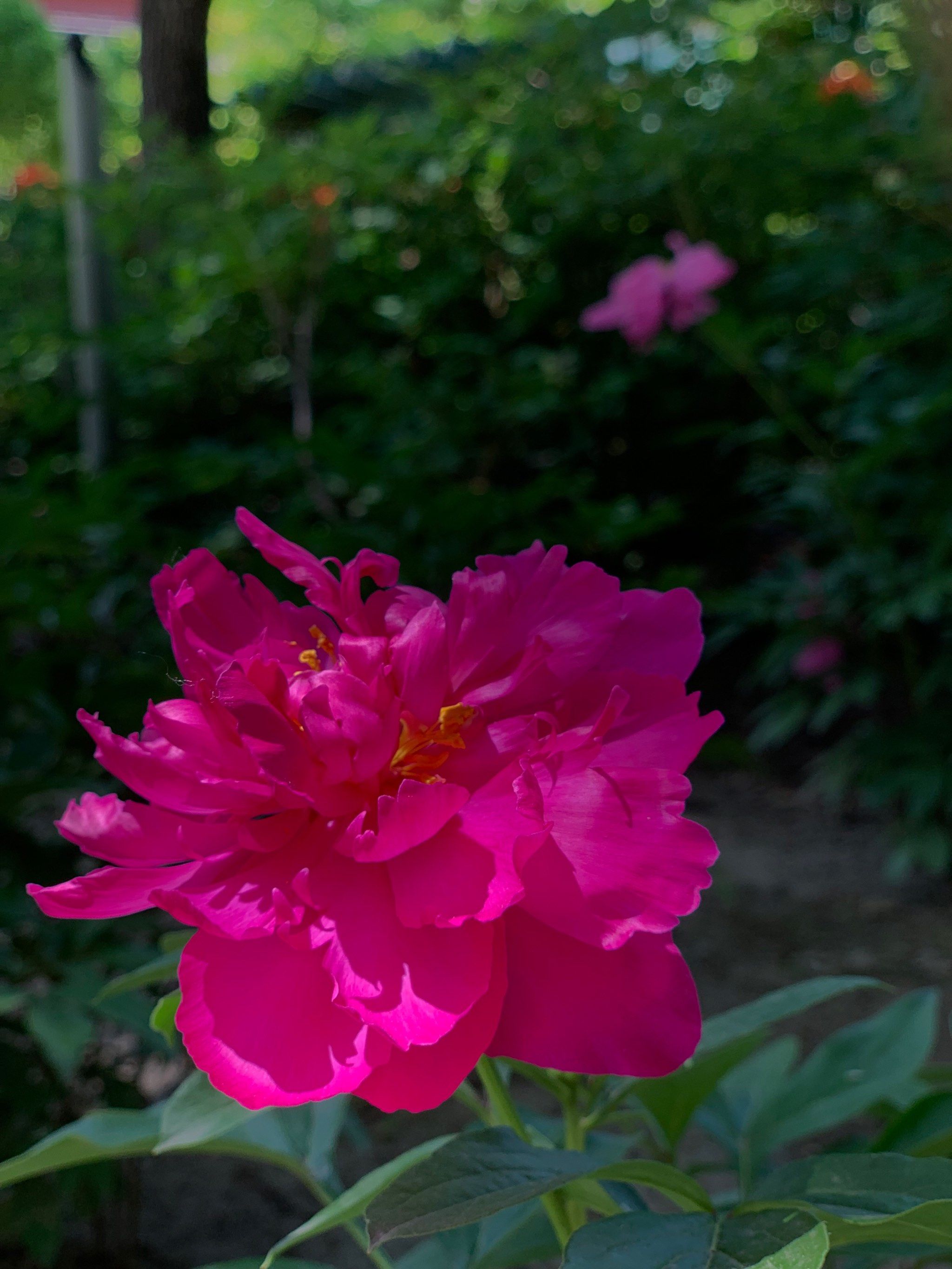 送你一朵小红花