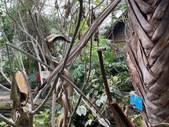 -呀路古热带植物园