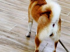 -李小姐の猫咖啡馆(五角场店)