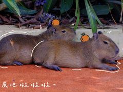 -广州长隆野生动物世界