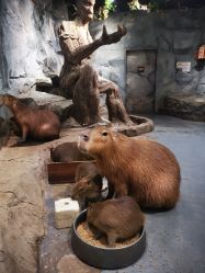 -Zoolung Zoolung动物主题公园(海信广场店)