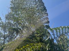 -西双版纳基诺山寨