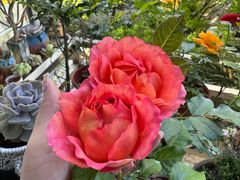 -龙大花卉苗木市场