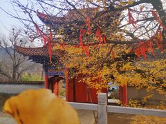 -遵化市禅林寺古银杏风景园