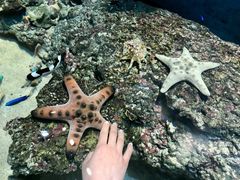 -新加坡海洋生态馆
