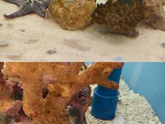 -上海海洋水族馆
