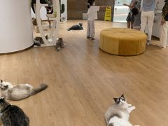-1013 PET SHOP精品宠物商店(丁香店)