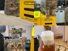 -猫咪派对(江南西店)