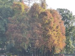 -荔湾湖公园