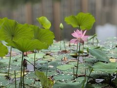 -木塔寺遗址生态公园