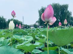 -白洋淀景区