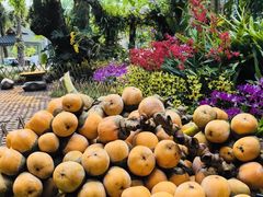 -中国科学院西双版纳热带植物园