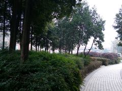 -神仙树公园