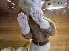 -猫十亿·布偶金渐层·曼基康矮脚猫舍(青年路店)